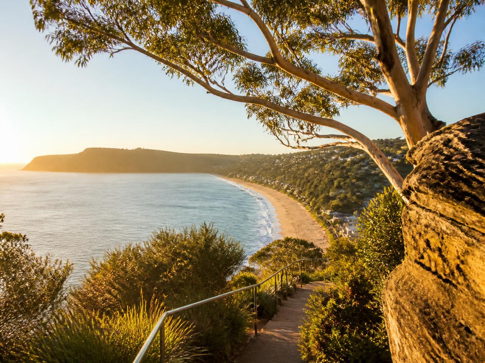 Sunlit Northern Beaches coastline with eucalyptus trees and a winding path to the ocean
